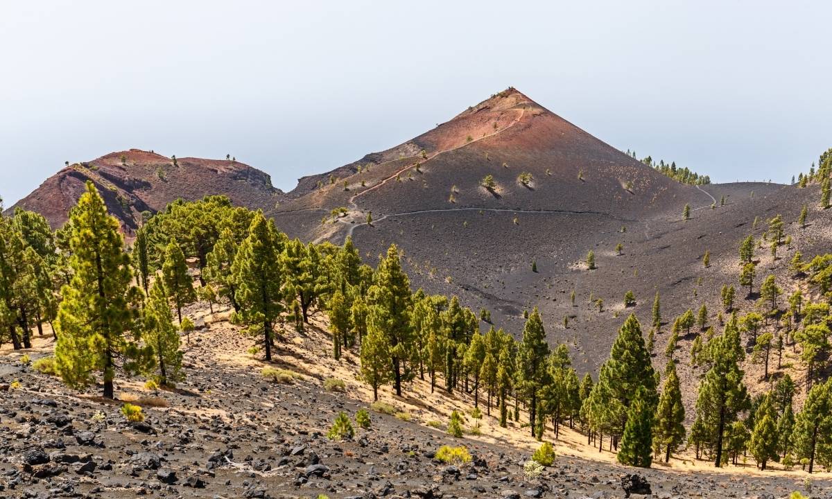 Sendero de la Ruta de los Volcanes en La Palma entre pinares y terreno volcánico