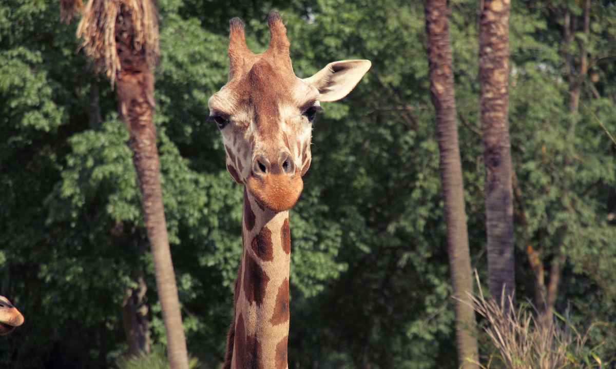 Primer plano de una jirafa en el zoológico Oasis Wildlife, una de las atracciones principales para ir con niños.