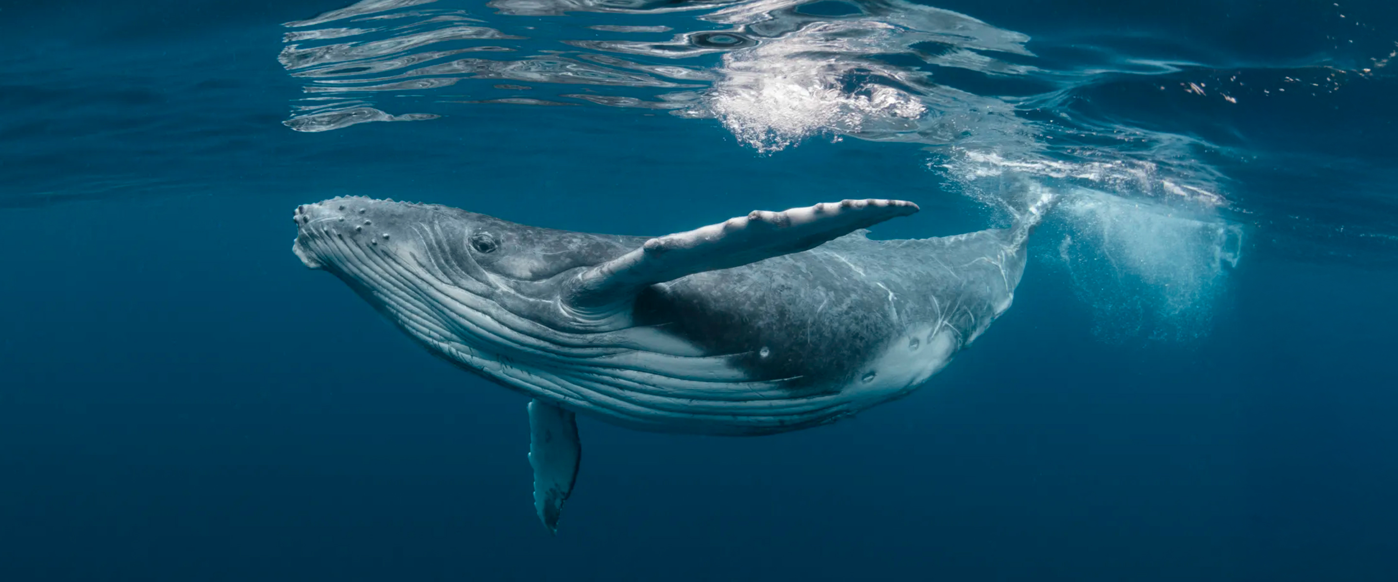 ballena en océano
