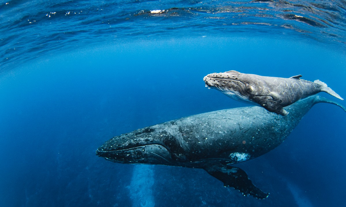 ballena con cría