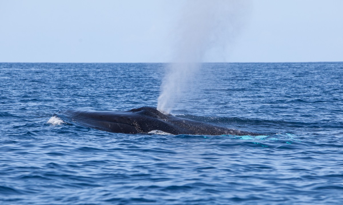 ballena en superficie