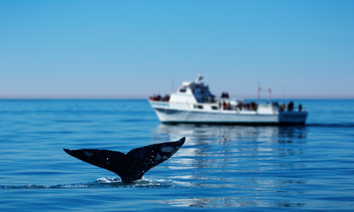 barco avistando ballenas