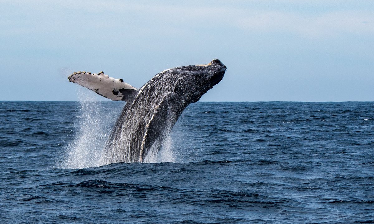 ballena saltando a la superficie