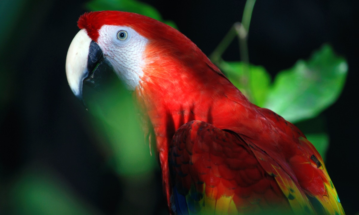 Loro