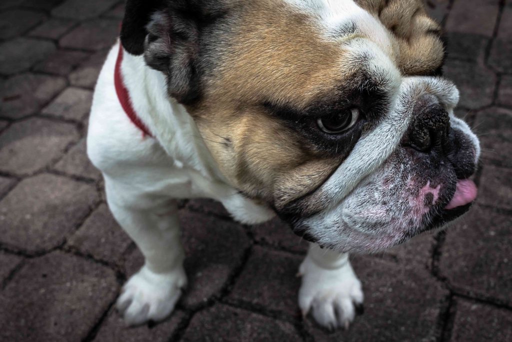 Vacaciones con perro: tu mascota contigo a todas partes - Garden Hotels