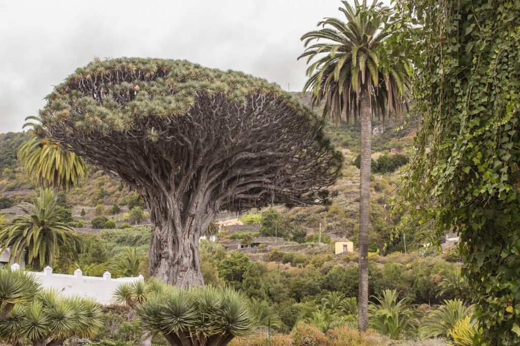 the best of tenerife