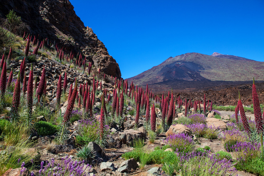 natural wonders of Tenerife