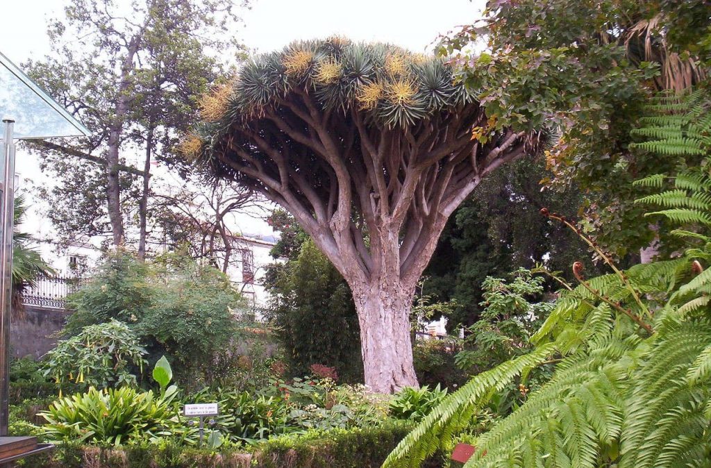 Parques tenerife