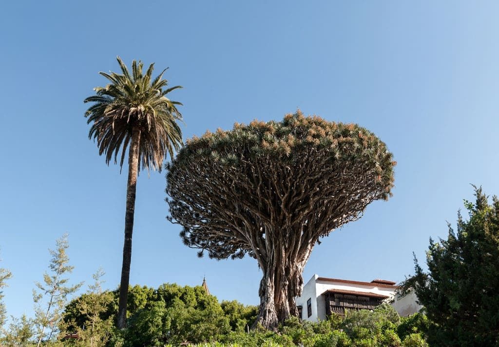 gardens tenerife